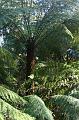 Tree fern gully, Pirianda Gardens IMG_7137